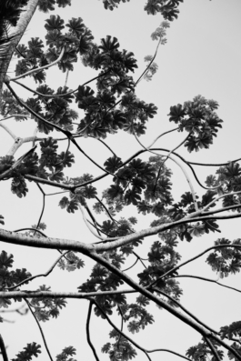 Beach Las Terrenas Dominican Republic Tereza Munnigh 