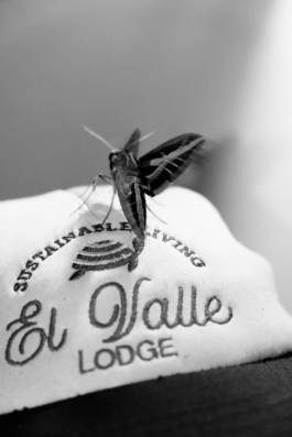 Beach Las Terrenas Dominican Republic Tereza Munnigh 